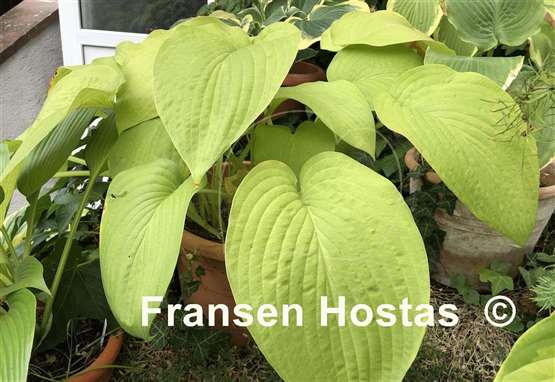 Hosta T Rex - Fransen Hostas